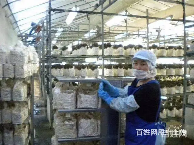 高薪急招（年薪50万）正规保签-零费用-工种多 - 图片 2