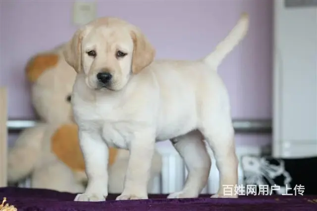 拉布拉多幼犬出售，纯种拉布拉多，自己繁殖纯种保证 - 图片 4