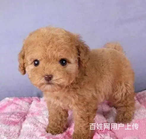 广州纯种迷你贵宾犬价格 狗舍直销 包纯种健康签协议 - 图片 5