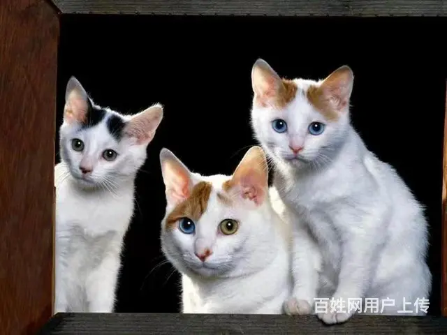 汝州宠物托运（猫狗柴犬）（全国活体运输）一对一上门接 全程视 - 图片 2