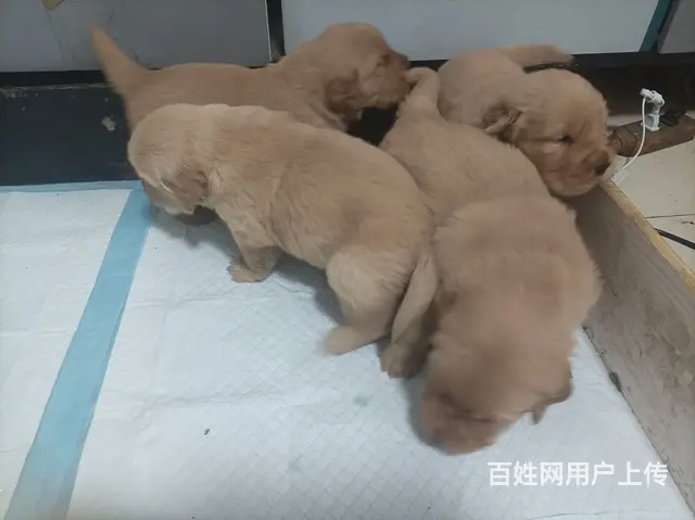 诚心出售自家金毛。 - 图片 7