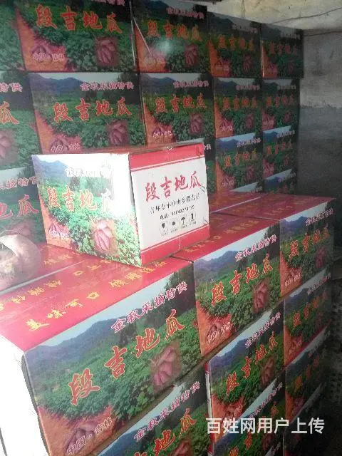 自家种的正宗段吉地瓜 - 图片 8