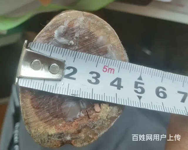 东北老鸹木 - 图片 4