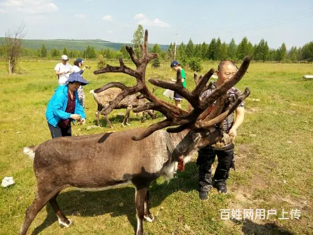 呼伦贝尔满洲里自由行旅游包车师傅排名好的司机 - 图片 2