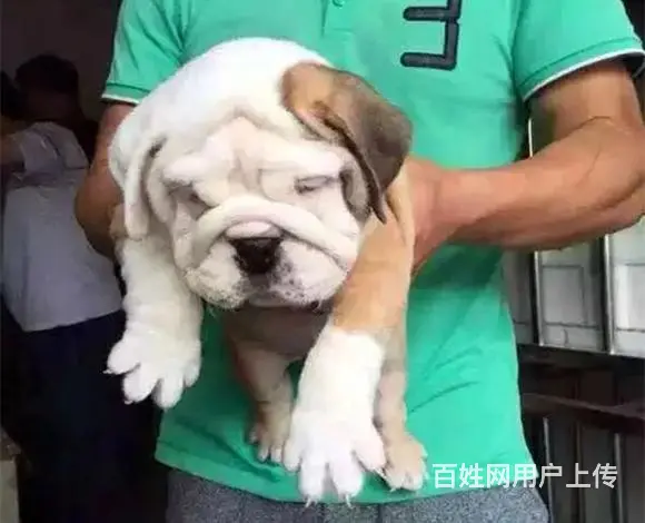 武汉【十年老店】常年繁殖优质血统英牛幼犬 - 图片 11