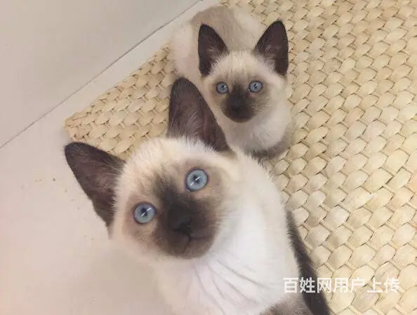 承德出售自家繁殖纯种暹罗猫幼猫 健康保障 可送货 - 图片 5