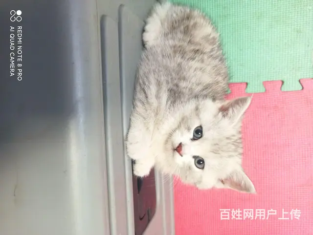 【搞定了！】50天小猫 - 图片 2