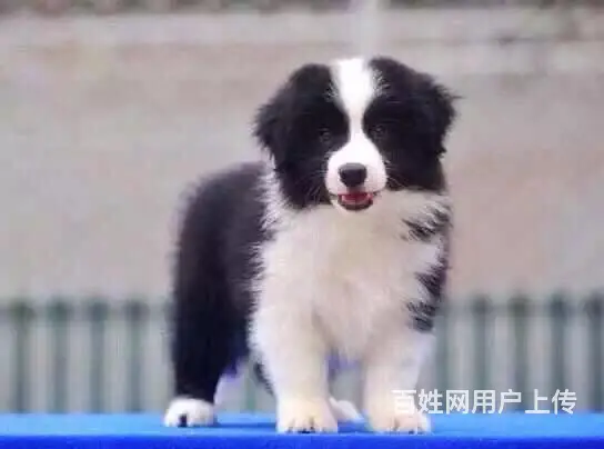 辽阳如何挑选纯种边牧，边牧靠谱商家 - 图片 8