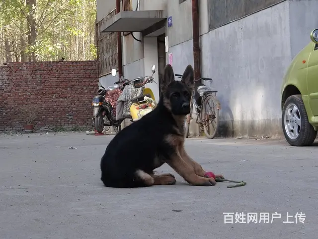精品德国牧羊犬、黑神、千万等名犬血系、可视频 - 图片 6