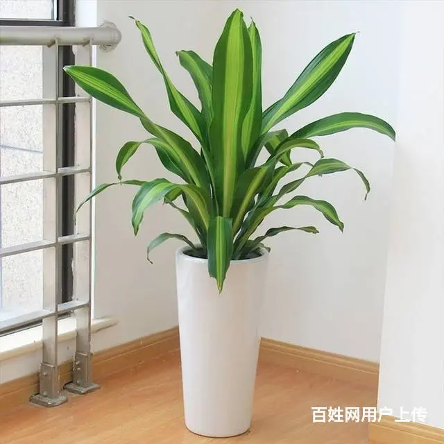 盆栽花卉租赁公司租花 - 图片 9