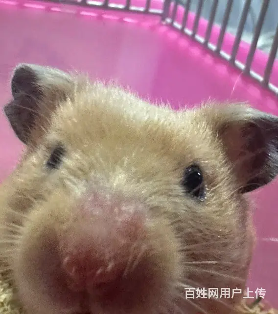 金丝熊 三个月 送笼子 粮食 不咬人 - 图片
