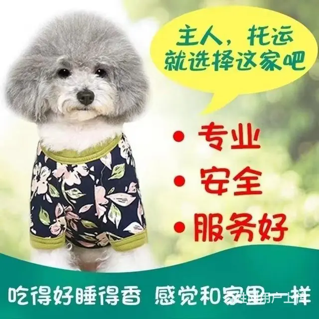 嘉兴海宁宠物托运 （猫狗活体运输）宠物快递至全国 - 图片 1