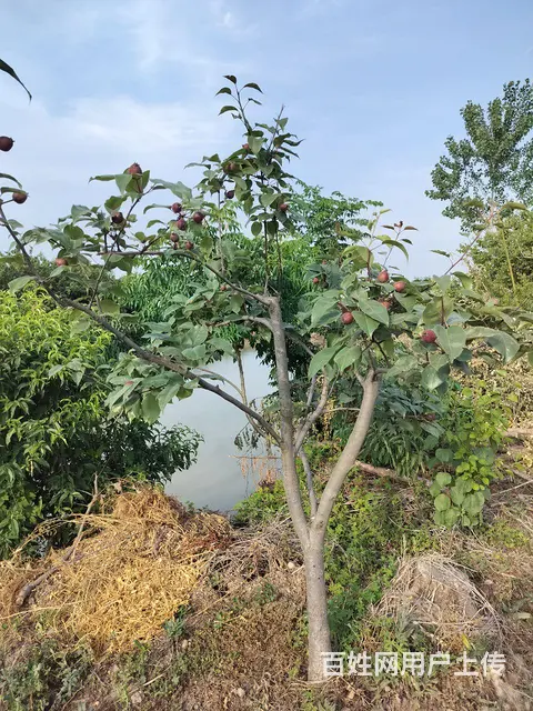 专业修剪所有树木，专业伐树团队， - 图片 3