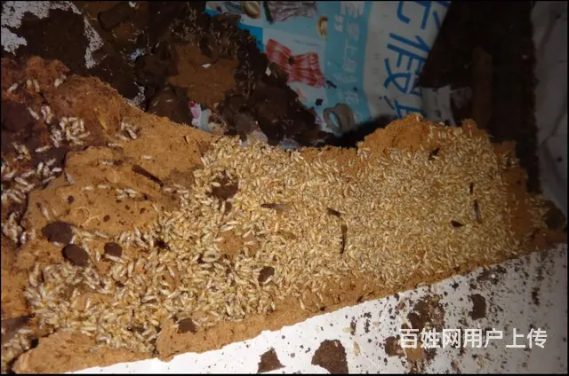 广州灭白蚁公司，去除白蚁窝，家里除白蚁 - 图片 4