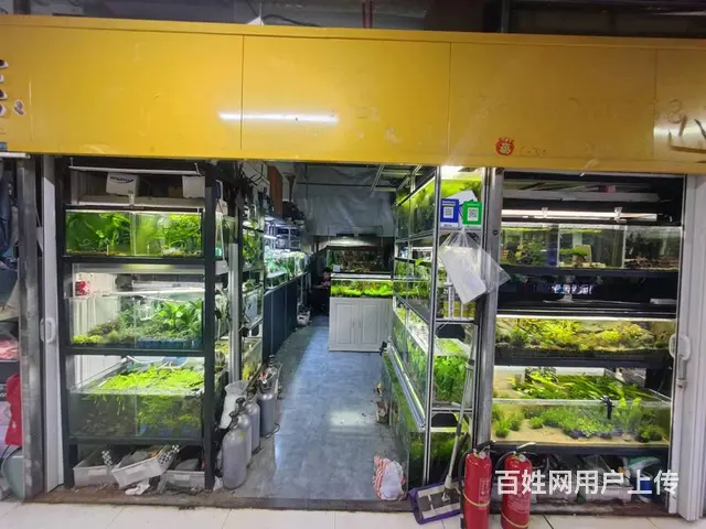 大发国际花鸟鱼茶城 旺铺出租 可做 茶叶 古玩 水族 花卉 - 图片 2