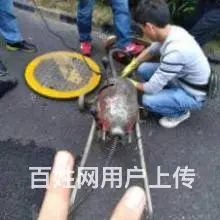 为什么厨房下水道很容易堵塞？其实原因很简单 - 图片 5