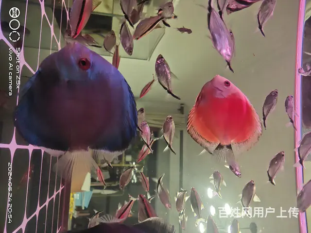 花鸟虫鱼 - 图片 1