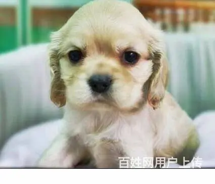 实体店/出售纯种美国可卡犬，英国可卡犬/可卡幼犬 - 图片 7