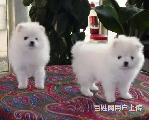 北京哪里有卖银狐犬 日本银狐好养吗 - 图片 9