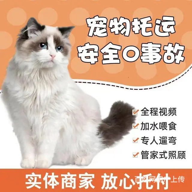 嘉兴桐乡宠物托运 （猫狗活体运输）宠物快递至全国 - 图片 1