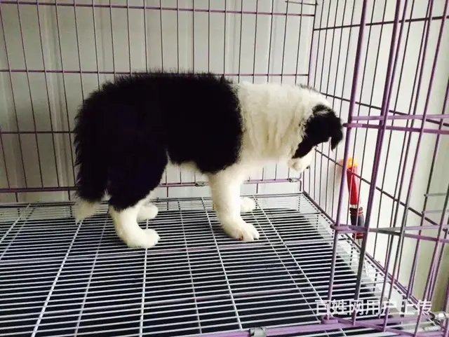 辽阳优质边牧如何挑选，优质边牧多少钱一个 - 图片 3