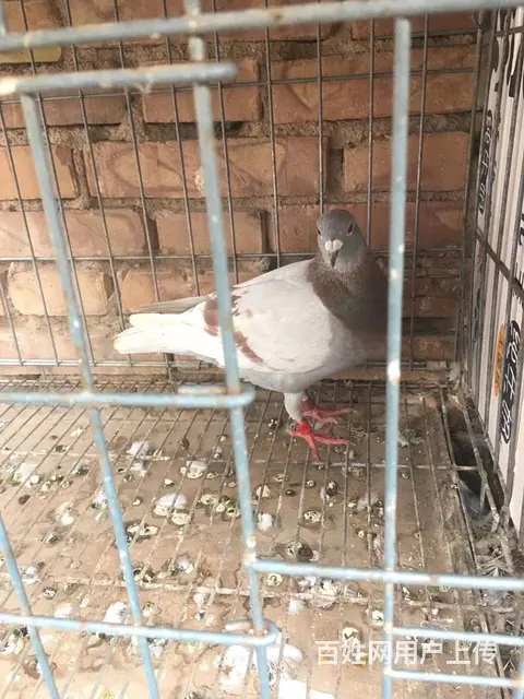 成绩赛鸽出售 - 图片 1