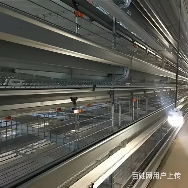 黄冈自动化养鸡设备 自动捡蛋清粪上料饮水 定制鸡笼 - 图片 2