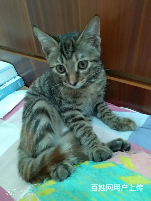 小狸花猫母免费赠送 - 图片 5