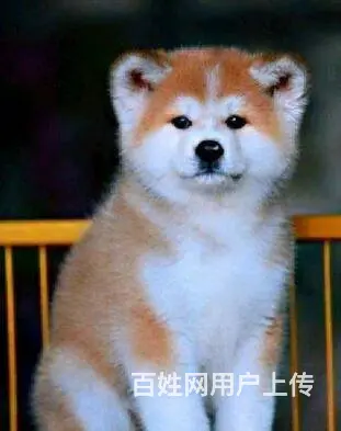 北京精品纯种秋田犬 签协议包纯种保健康欢迎上门挑选 - 图片 6