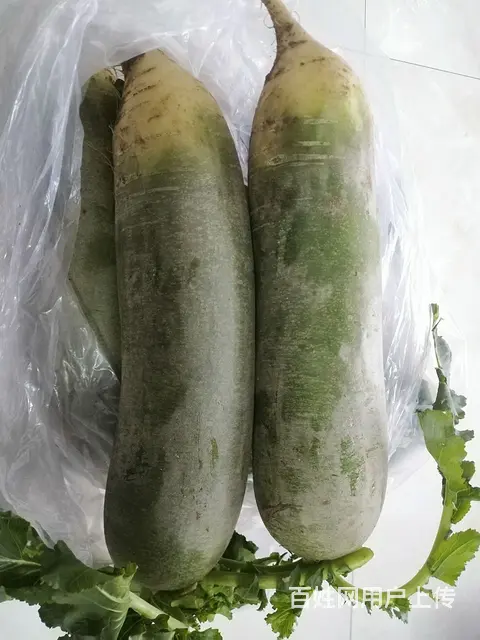 潍坊夏庄萝卜批发零售 - 图片 4
