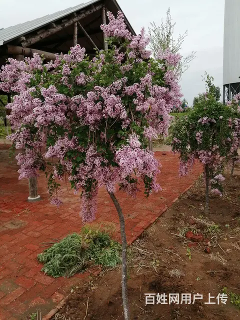 新品种花卉垂丝丁香欧丁香专业除杂草苗木修剪 - 图片 12