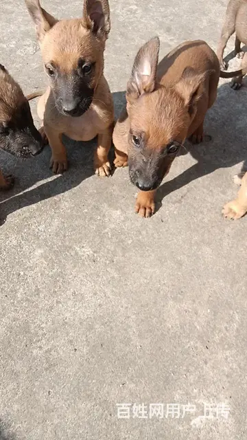 精品马犬，看家护院的好帮手。 - 图片 1