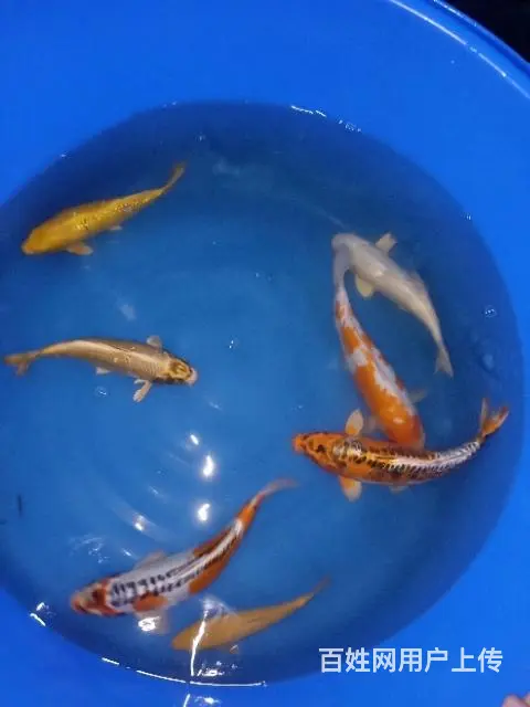 苏州出售锦鲤鱼过滤器材过滤设备 - 图片 3