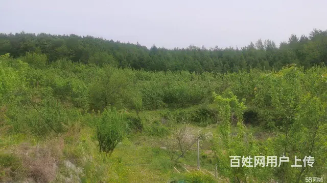 阿城红星水库沙滩浴场房屋采摘园出租 - 图片 8