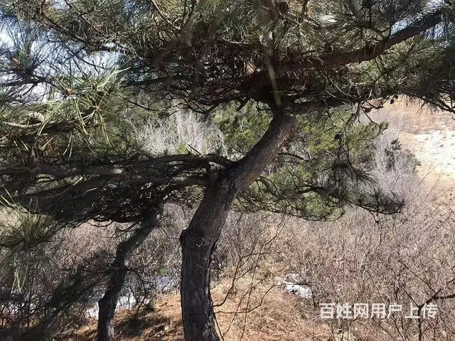 山林出售出租 - 图片 1