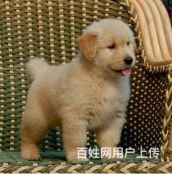 赛级品质/金毛宝宝/狗场直销/纯种健康签订协议 - 图片 3