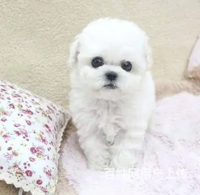 广州比熊犬一只多少钱 实体犬舍 自家繁殖保健康 - 图片 2