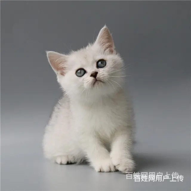 湖州英国短毛猫银渐层到手价格 - 图片 6