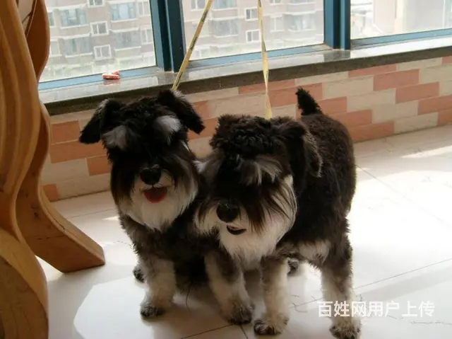 纯种雪纳瑞幼犬小狗 可爱椒盐雪纳瑞 身体健康找新家 - 图片 11