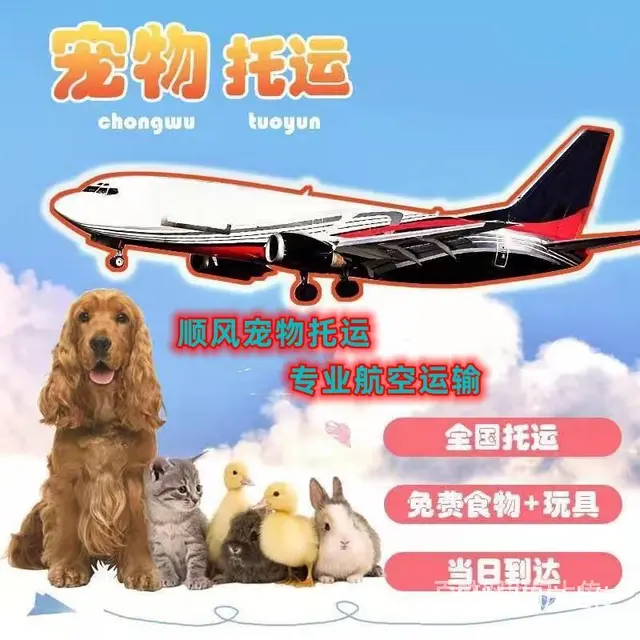 推荐）安宁市到全国）宠物托运（猫狗）邮寄快递（宠物活体运输） - 图片 4