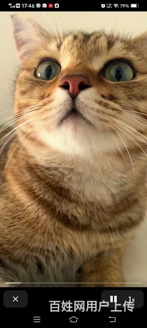 出售小猫 - 图片 1