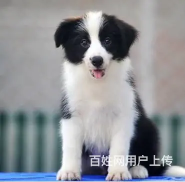 纯种边境牧羊犬 按时防疫 驱虫 品质健康保障 - 图片 8