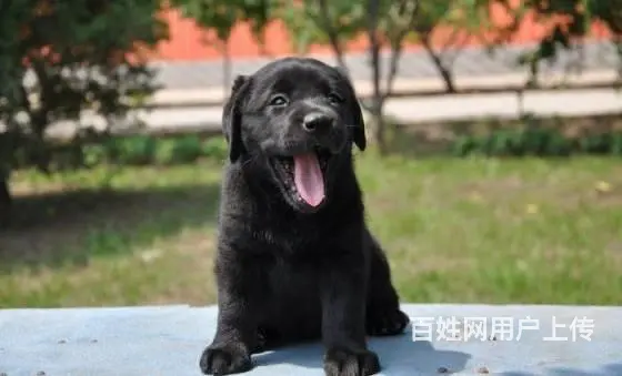 出售赛级拉布拉多犬纯种拉布拉多价格哪里卖拉布拉多 - 图片 4