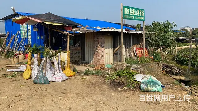 供应各种芒果树苗以及其他水果苗 - 图片 12