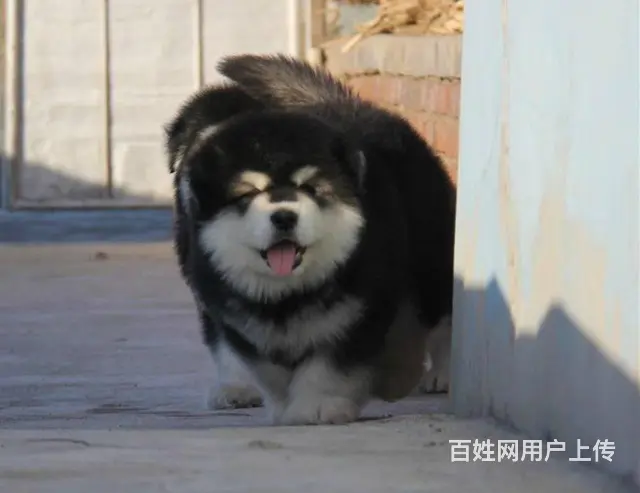 熊版阿拉斯加幼犬出售 包纯种保健康 可订签协议 - 图片 3