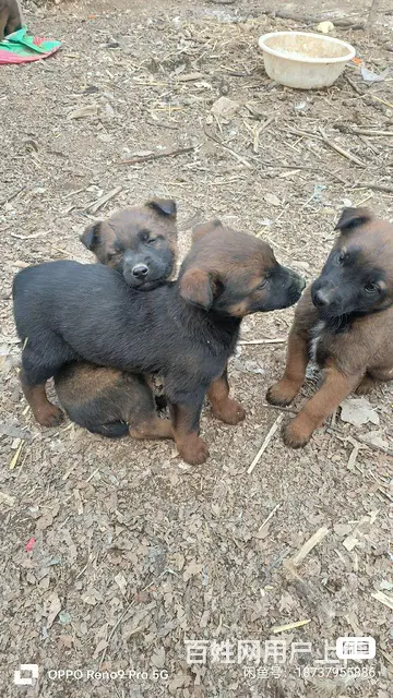 纯种马犬幼崽 - 图片 1