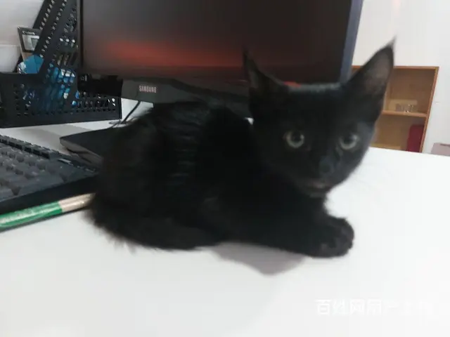【搞定了！】中华田园黑猫玄猫小奶猫免费领养 - 图片 1