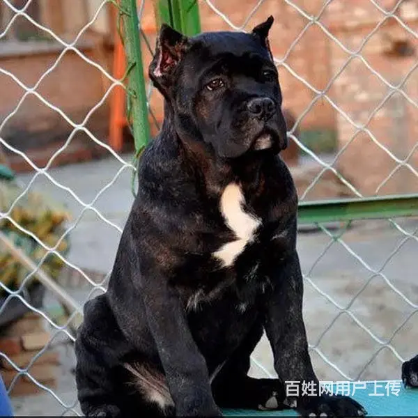 辽阳哪卖卡斯罗，哪有卡斯罗，谁家的卡斯罗靠谱 - 图片 3