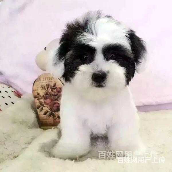 宿迁泰迪犬价格哪里有泰迪买呢 - 图片 8