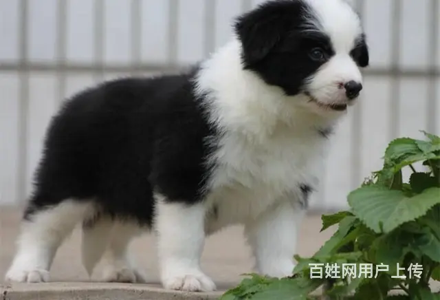 边境牧羊犬 黑白色边牧价格 纯种边牧犬多少钱 - 图片 3